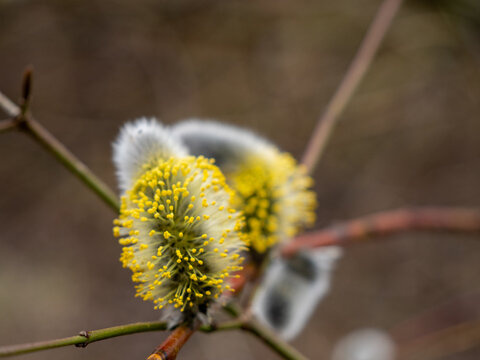 Willow Catkins (Salix Discolor) In The Park.