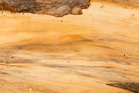 Madeira, tronco de madeira sua textura e diversas colora&ccedil;&otilde;es. Tronco de &aacute;rvore com casca de diferente textura. 