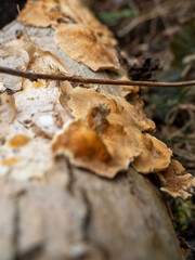 Mushrooms on a rotten tree trunk.