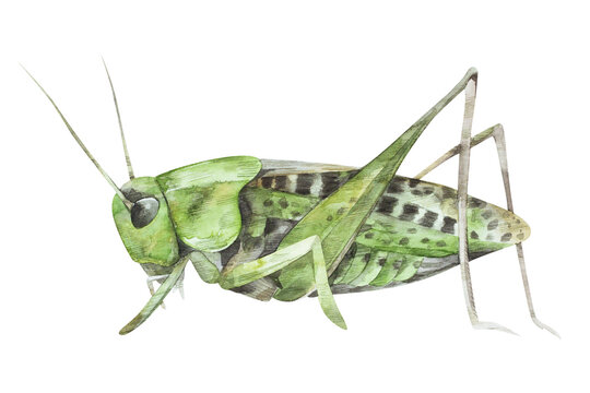 Watercolor illustration of green grasshopper on white background