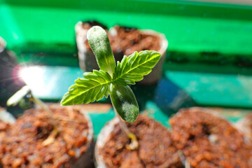 Young industrial hemp seedling in march