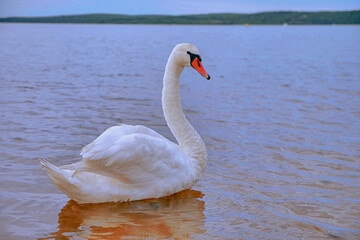 Fototapeta premium The majestic swan/Le cygne majestueux