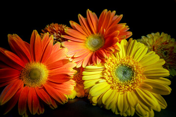 Colourful dahlia orange and yellow colour flowers and light designs black background high-quality studio Photography artificial light.