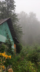 Old overgrown cottage in the fog. Gardening. Country plot.