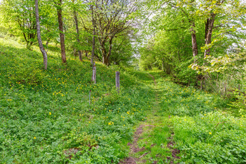 Footpath in a lush foliage woodland at summer