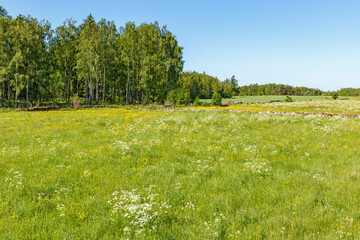 Flowering meadow with wildflowers in a summer landscape