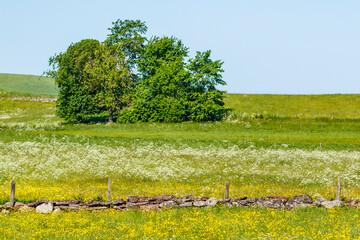 Flowering meadow with a stone wall in the countryside