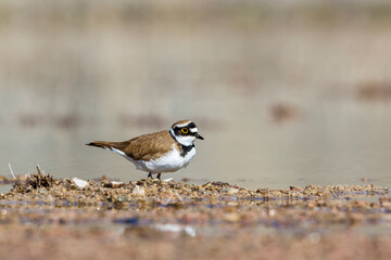 Little ringed plover sitting at a beach