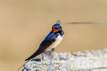Colorful Barn swallow looking backwards