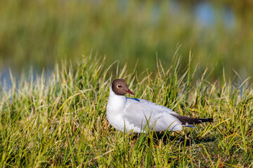 Black headed gull looking back on the ground