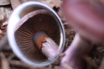 Cortinarius archeri mushroom with gill reflection in mirror in Tanjil South, Victoria, Australia