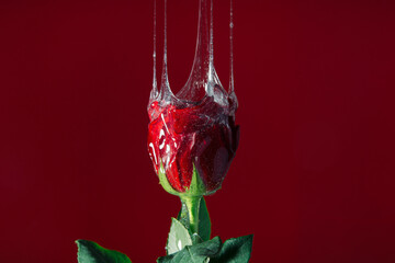 Concept of rose with transparent slime 