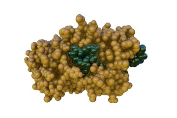 Space-filling molecular model of thyroxine binding globulin isolated on white background. Rendering with differently colored protein chains based on protein data bank. 3d illustration