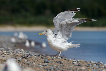 Silbermöwe am Strand