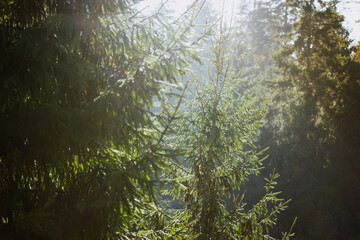 Green coniferous wild forest. Spruce trees deep in dark woods in a morning light