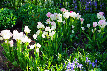 White and pink multiflowering bouquet tulip flowers Candy Club