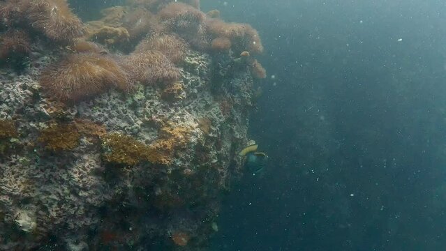 Underwater film 4 k - Thailand - decending large trigger fish dives down