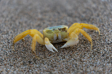 Yellow crab walking on a sand. Tropical sandy beach. Vacation, holiday background.
