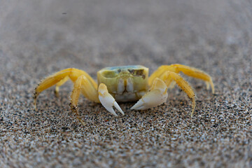 Yellow crab walking on a sand. Tropical sandy beach. Vacation, holiday background.