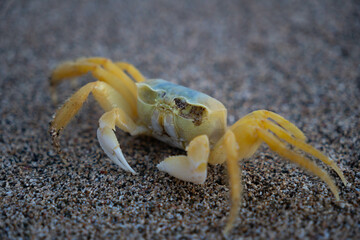 Yellow crab walking on a sand. Tropical sandy beach. Vacation, holiday background.