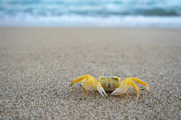 Tropical beach and blurred weaves with bokeh. Yellow crab walking on a sand. Tropical sandy beach. Vacation, holiday background.
