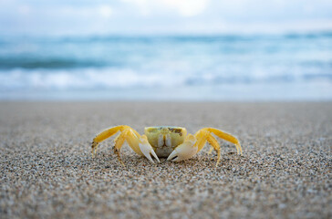 Tropical beach and blurred weaves with bokeh. Yellow crab walking on a sand. Tropical sandy beach. Vacation, holiday background.
