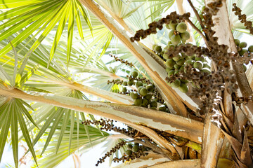 Close up of palm tree