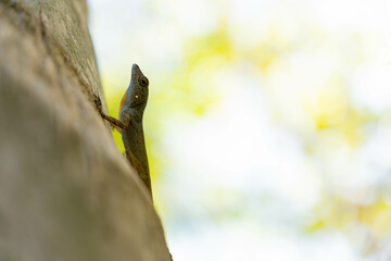 A small lizard sits on the trunk of a palm tree. Green palm tree and Caribbean blue sky in the background. Blurry bokeh background, copy space.