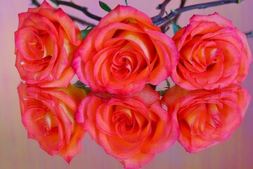 Large orange roses reflecting in a mirror