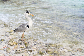 blue heron