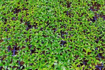 Pepper seedlings grow in a greenhouse. Beautiful green pepper leaves.
