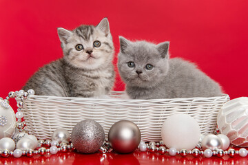 Fototapeta na wymiar Two british shorthaired kittens in a white basket with chirstmas ornaments on a red background