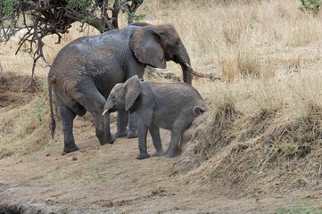 Elefant (Loxodonta africana), African bush elephant, mit Jungtier, Tansania.