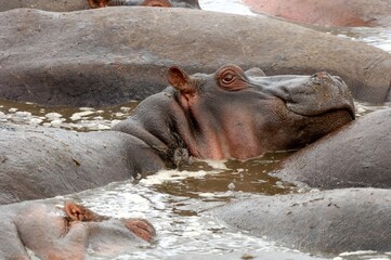 Flusspferde (Hippopotamus amphibius), Hippo, in Tansania.
