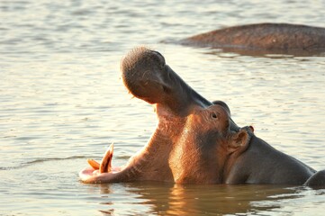 Ein Flusspferd (Hippopotamus amphibius), Hippo, sperrt das Maul auf, Tansania.