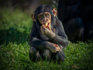 West African baby chimpanzee (Pan troglodytes verus) sitting in grass and eating. 