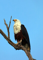 African Fish Eagle in a tree, Okavango Delta Botswana
