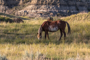 Fototapeta premium North dakota wild horses in the badlands 