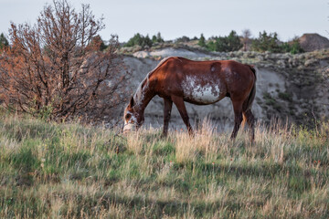Obraz na płótnie Canvas North dakota wild horses in the badlands 