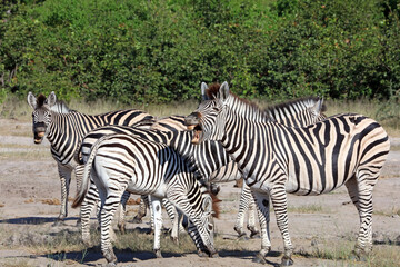 Fototapeta na wymiar Zebra neighing, Okavango Delta Botswana 