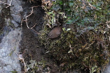 winter wren in the forest