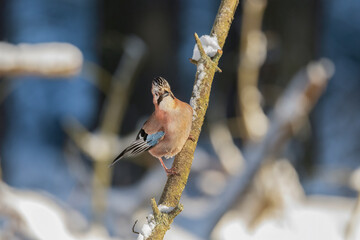 Jay perched in the snow, on a branch of a tree, with a blurred background in a forest close up in the winter
