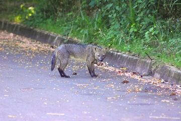 squirrel in the forest
