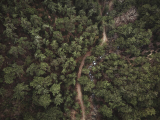 Top view of a forest with path.