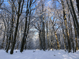 Fototapeta premium Winter forest