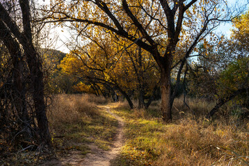 A tree lined walking path in a grassy field with fall colors, mountains in the distance and clear blue sky, Palo Duro State Park, Texas