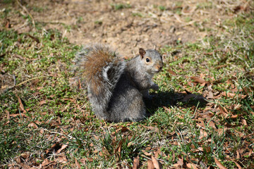Grey squirrel (Sciurus carolinensis) portrait with negative space