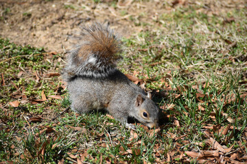 Grey squirrel (Sciurus carolinensis) portrait with negative space