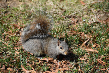 Grey squirrel (Sciurus carolinensis) portrait with negative space