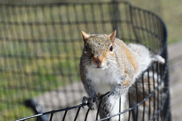 Obraz premium Grey squirrel (Sciurus carolinensis) portrait with negative space